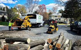 Reliable Warrenton, GA Tree Care Solutions