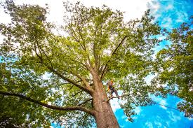 Best Storm Damage Tree Cleanup  in Warrenton, GA
