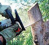 Best Tree Maintenance Programs  in Warrenton, GA