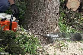 Best Emergency Tree Removal  in Warrenton, GA