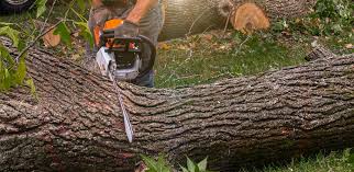Best Lot and Land Clearing  in Warrenton, GA
