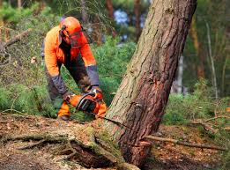 How Our Tree Care Process Works  in  Warrenton, GA