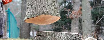 Best Firewood Processing and Delivery  in Warrenton, GA