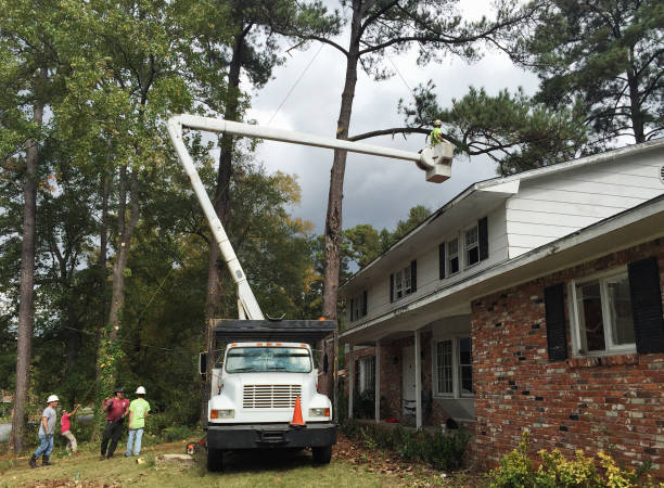 Best Root Management and Removal  in Warrenton, GA