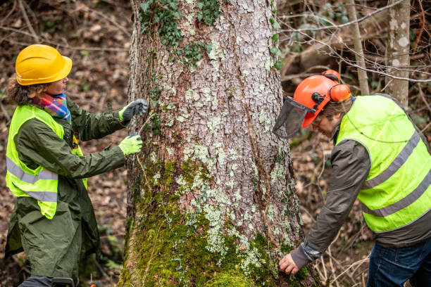 Best Hazardous Tree Removal  in Warrenton, GA