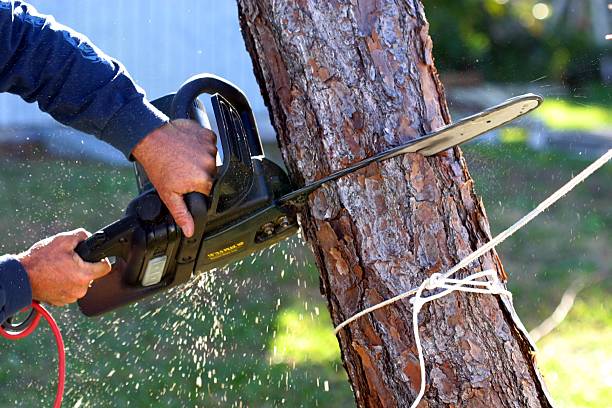 Best Palm Tree Trimming  in Warrenton, GA