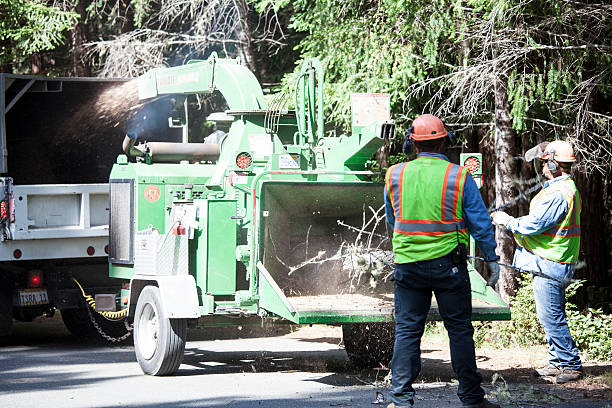 Best Tree Removal  in Warrenton, GA