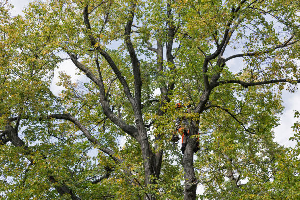 Best Tree Trimming and Pruning  in Warrenton, GA