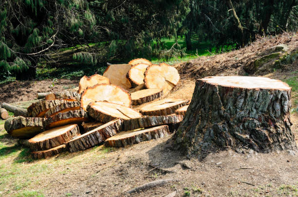  Warrenton, GA Tree Care Pros